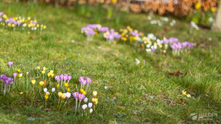 Frlühlingspflanzen im Park von Schloss Vaeshartelt