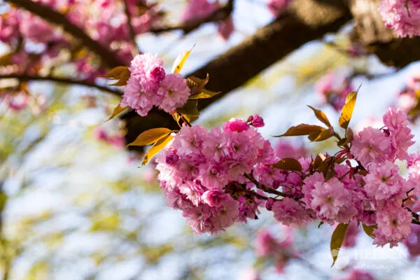 Kirschblüten in Köln