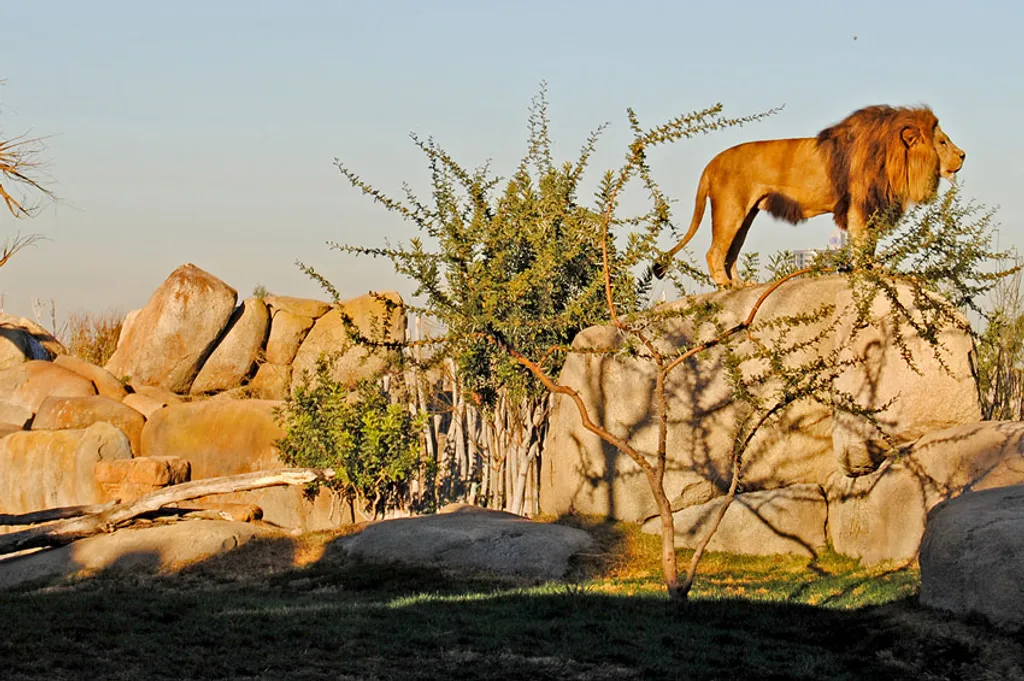Afrikas kleiner Bruder, der Bioparc Valencia