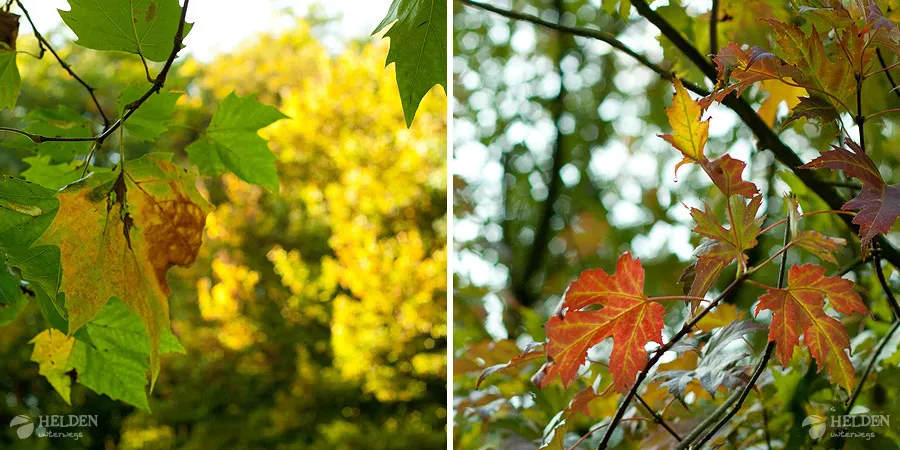Herbstwald