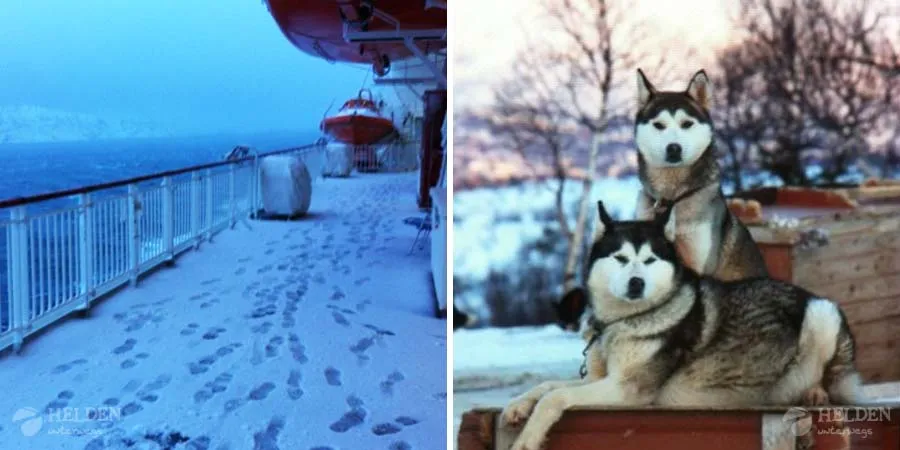 Hurtigruten und Huskies
